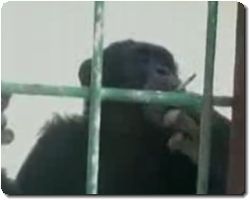 木にも登れなくなった、“見せ物”の喫煙<b>チンパンジー</b>を救出。リハビリ <b>...</b>