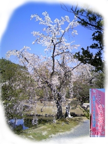 桜まつり ２０１１ | 2011年 <b>三重県</b>の桜まつり 一覧