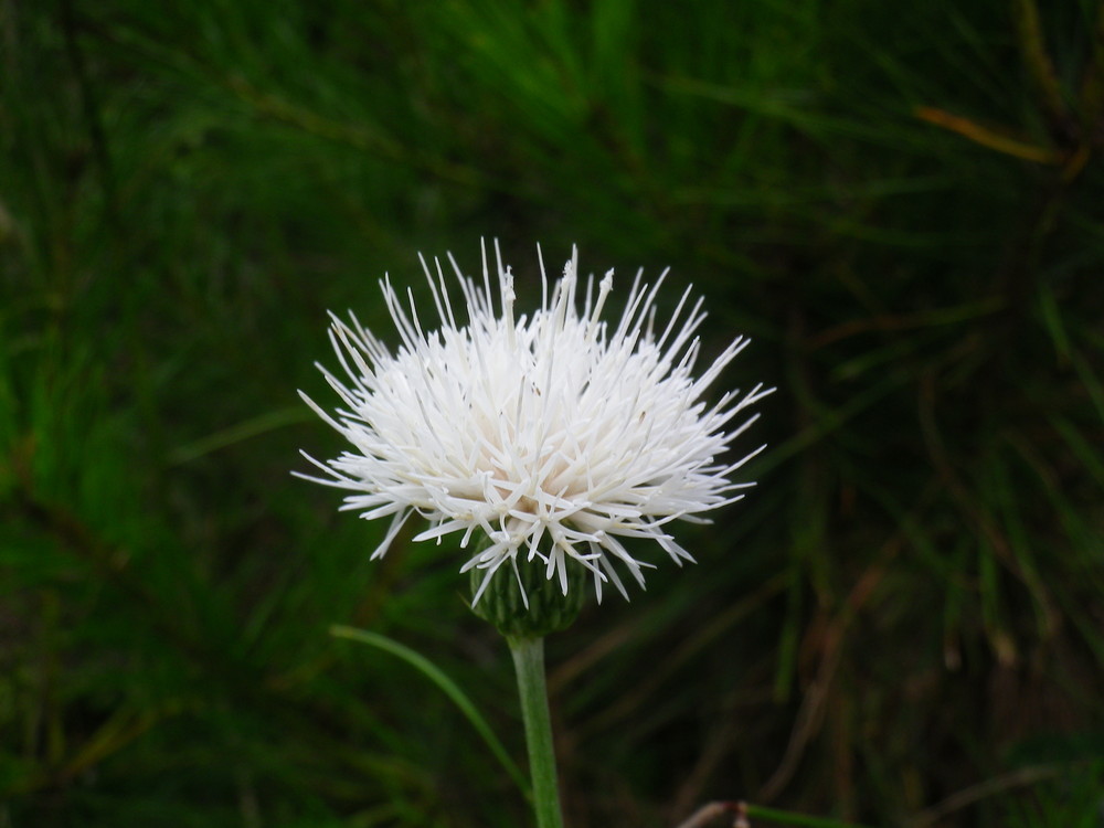 白いノアザミの花
