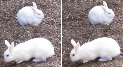 ウサギ 平行法ステレオ立体３Ｄ写真