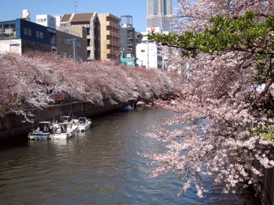 12-04-08 桜祭り (3)