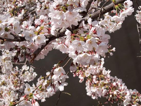 12-04-08 桜祭り (11)