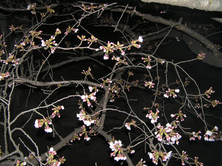 春爛漫の前触れの桜