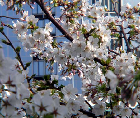 桜が今年はよりキレイに見えます。