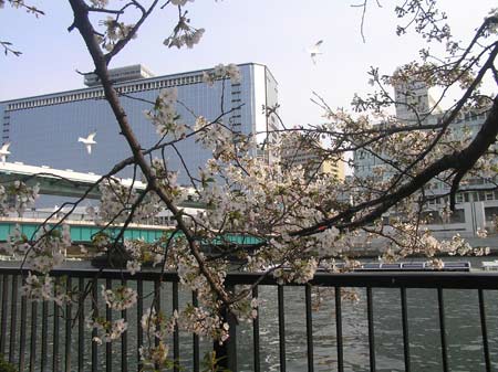 大阪桜ノ宮公園の天満橋付近