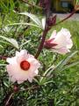 H23.9.7ピンク花ローゼルの花＠IMG_4085