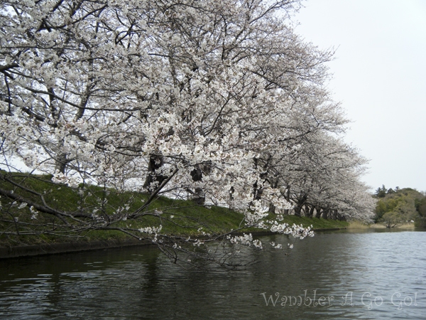 水面からみる桜並木