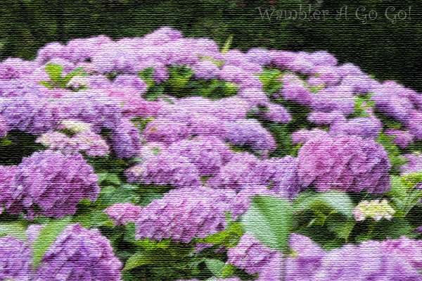 紫陽花(1)