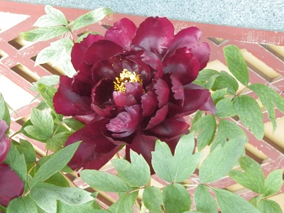 西新井大師