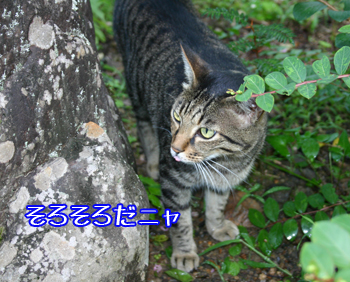 お待ちかね猫110727a