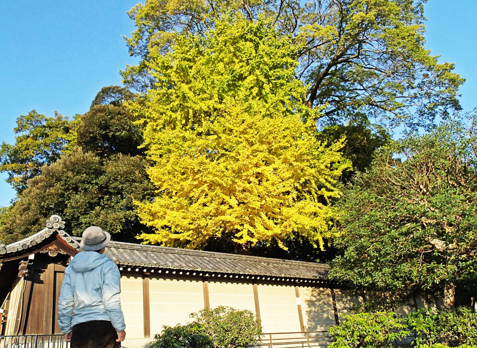 寺町御門外からよく見える銀杏の木