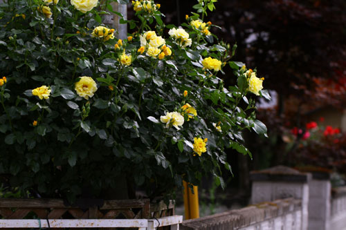 庭の黄色バラ