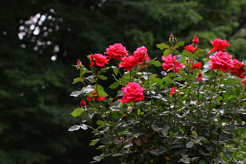 庭の赤いバラ