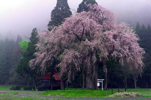 おしら様の枝垂れ桜