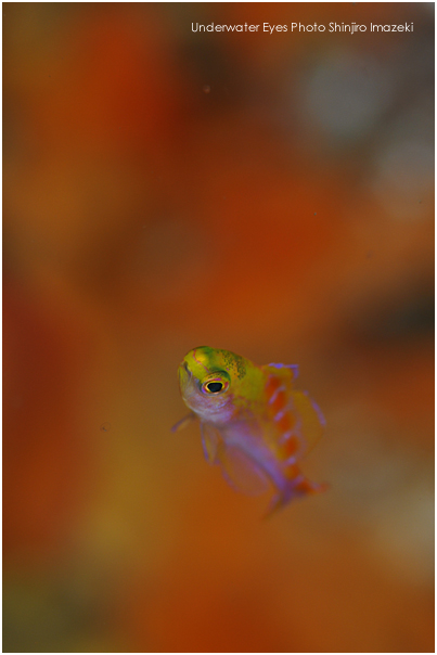 アサヒハナゴイ幼魚