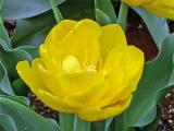 tulip0427-2.jpg