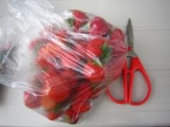 子供と収穫したイチゴ