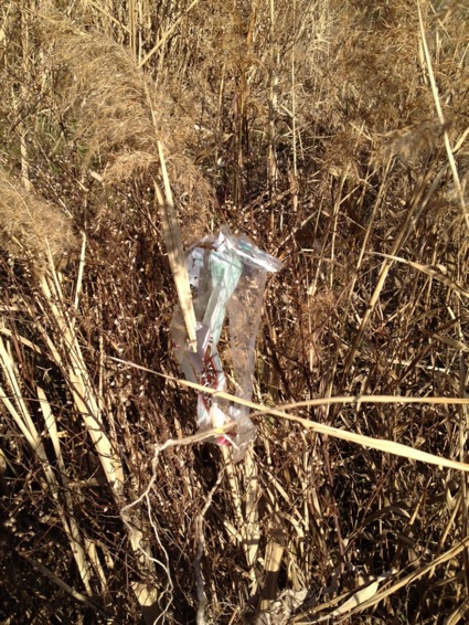 2012年1月7日干潟清掃で「渡り鳥サポーターになろう！」④