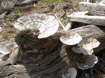 2012年3月3日「干潟清掃で渡り鳥サポーターになろう！」11ホ流木の上にタテ貝がのってると思ったら「流木とキノコ！」