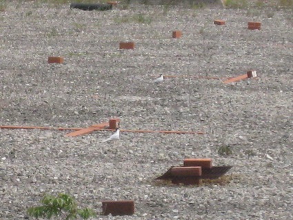 2012年5月26日（土）NPO法人リトルターン・プロジェクトのコアジサシ営巣調査に初参加！⑪