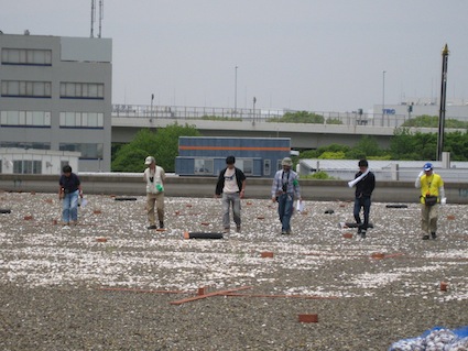 2012年5月26日（土）NPO法人リトルターン・プロジェクトのコアジサシ営巣調査に初参加！⑨