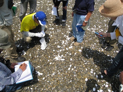 2012年5月26日（土）NPO法人リトルターン・プロジェクトのコアジサシ営巣調査に初参加！④