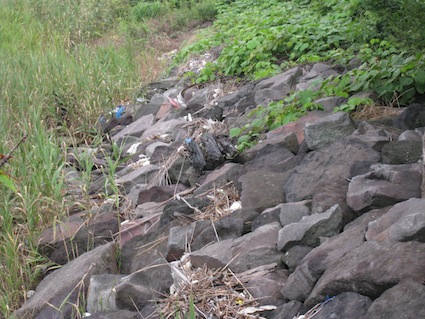 2012 年7月7日干潟清掃で「渡り鳥サポーターになろう！」⑤