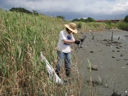 2012 年9月1日干潟清掃で「渡り鳥サポーターになろう！」⑬