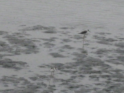 2012 年9月1日干潟清掃で「渡り鳥サポーターになろう！」⑨