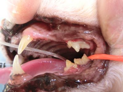 猫の歯石除去