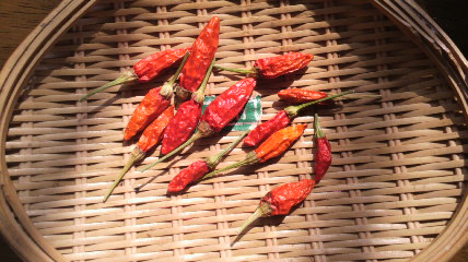 dry mexican chilli pepper