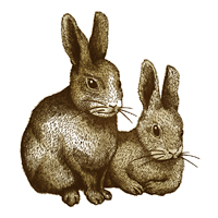 ネザーランドドワーフのペン画 線画 ウサギ 兎
