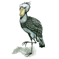 ハシビロコウのペン画 線画 鳥 イラストレーション