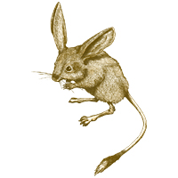 オオミミトビネズミのペン画 線画 トビネズミ イラストレーション