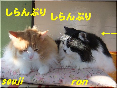 ronsouji_20110310161356.jpg