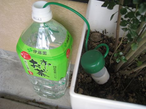 長期不在時の植木自動給水 水やり当番使ってみました in 九州福岡4