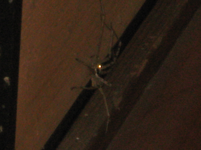 big-spider_7619.jpg