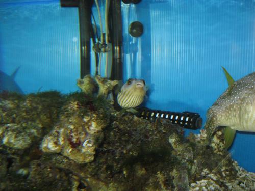 海水フグ水槽5