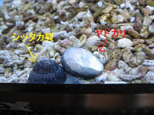 シッタカ貝vsヤドカリ2