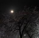 04_おぼろ月夜のしだれ桜