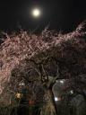 02_おぼろ月夜のしだれ桜