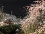 01_郷之谷川のしだれ夜桜