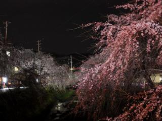 05_郷之谷川のしだれ夜桜3-1