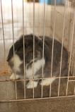09_猫みたいなうさぎ（ポニー牧場）