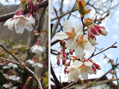 仙台の桜2012