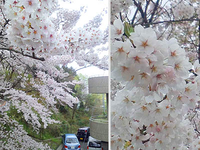 仙台の桜２０１２
