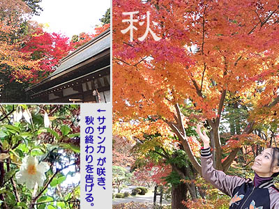紅葉・秋の塩釜神社