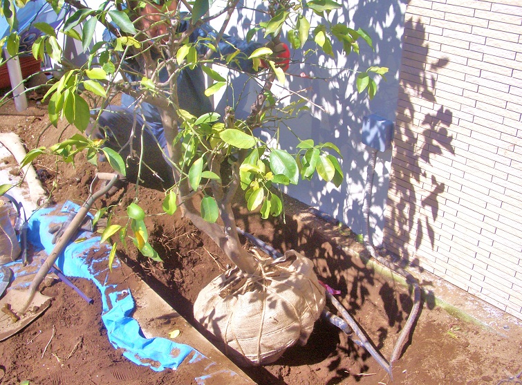 埼玉県ふじみ野市 ミカンの木の植え替え さいたま市の造園業 フジトータルグリーン