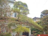 富士見市造園業 松の枝支柱のお手入れ 松の木のメンテナンス