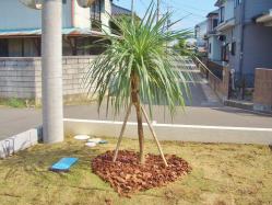 新築のお庭づくり ヤシの木 を想わせるドラセナ 埼玉県久喜市 久喜市 ドラセナ